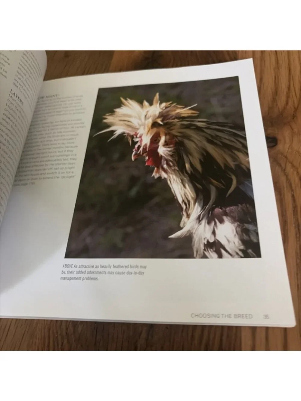Keeping Chickens : Getting the Best from Your Chickens by Jeremy Hobson and...
